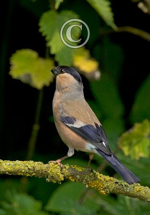 Female Bullfinch DM0773